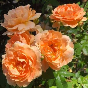 Meet your Posher, Anne